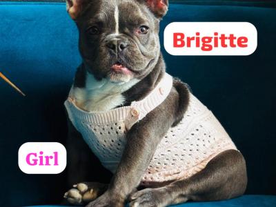 Purebred French Bulldog Girl♥️ and Boy♥️