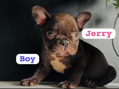 Purebred French Bulldog Girl♥️ and Boy♥️
