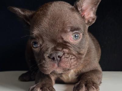 Purebred French Bulldog Girl♥️ and Boy♥️