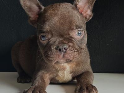 Purebred French Bulldog Girl♥️ and Boy♥️