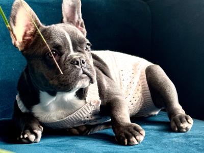 Purebred French Bulldog Girl♥️ and Boy♥️