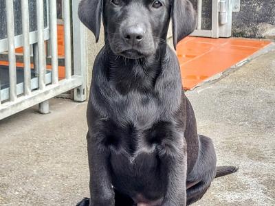 Fully health tested Bred IKC Registered male Labrador puppy in Clare!