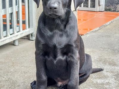 Fully health tested Bred IKC Registered male Labrador puppy in Clare!