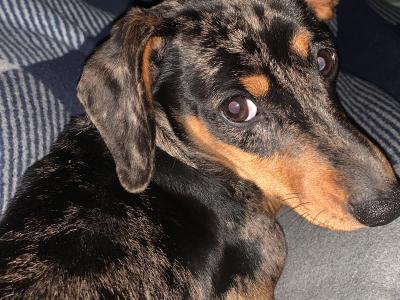 Miniature Dachshund puppy for sale in Galway