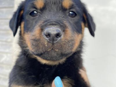 Striking Litter of IKC Registered Rottweiler puppies in Tipperary