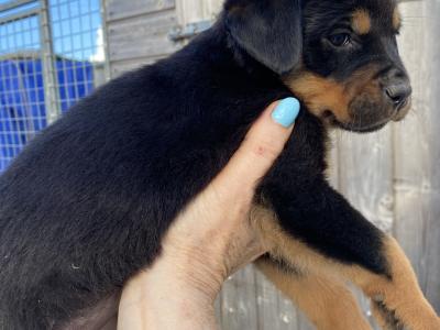 Striking Litter of IKC Registered Rottweiler puppies in Tipperary