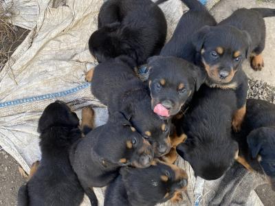 Striking Litter of IKC Registered Rottweiler puppies in Tipperary