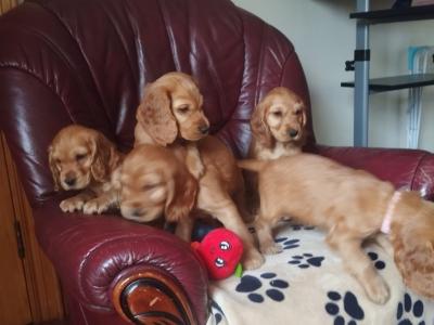 Cocker Spaniel puppies for sale
