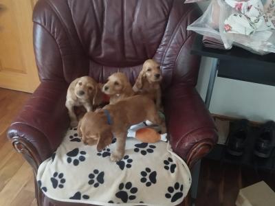Cocker Spaniel puppies for sale