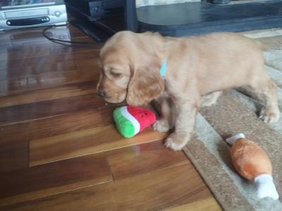 Cocker Spaniel puppies for sale