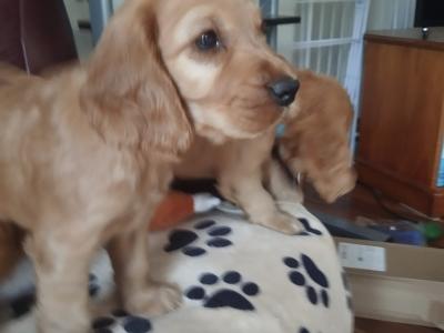 Cocker Spaniel puppies for sale