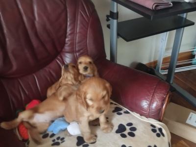 Cocker Spaniel puppies for sale