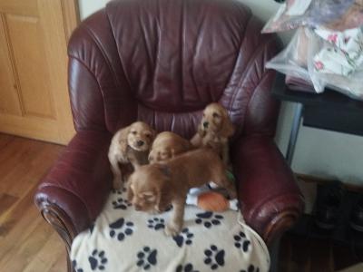 Cocker Spaniel puppies for sale