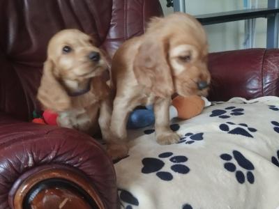 Cocker Spaniel puppies for sale