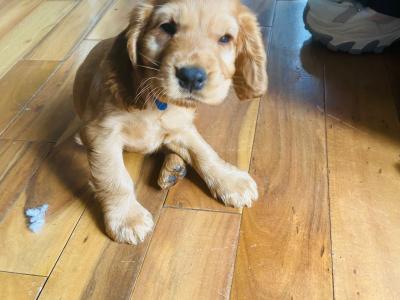 Cocker Spaniel puppies for sale