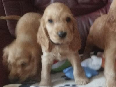 Cocker Spaniel puppies for sale in Monaghan