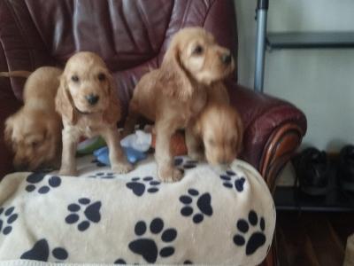 Cocker Spaniel puppies for sale