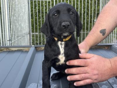 Springador puppies in Wexford