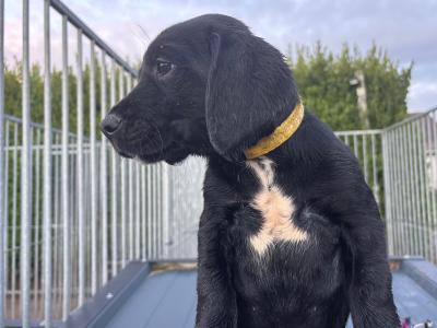 Springador puppies in Wexford