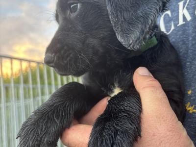 Springador puppies in Wexford