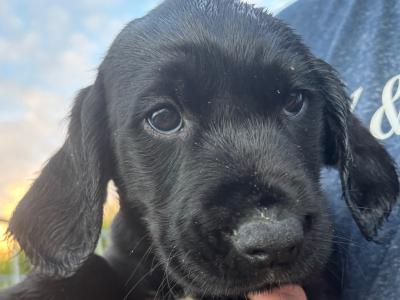 Springador puppies in Wexford