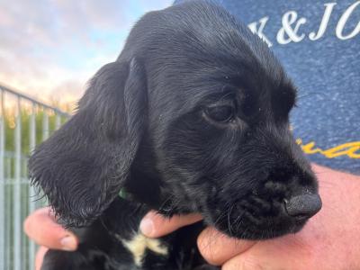 Springador puppies in Wexford