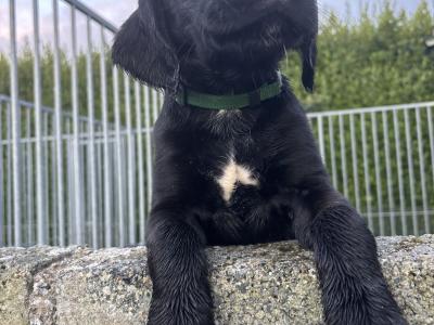 Springador puppies in Wexford