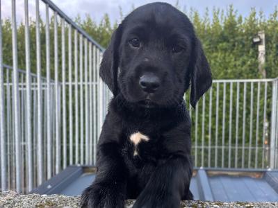 Springador puppies in Wexford