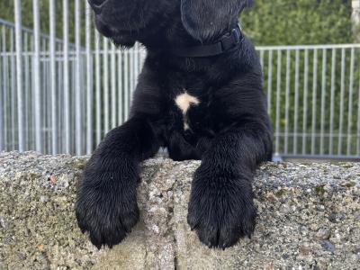 Springador puppies in Wexford