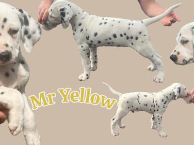 IKC Registered male Pedigree Dalmatian puppy in Cork