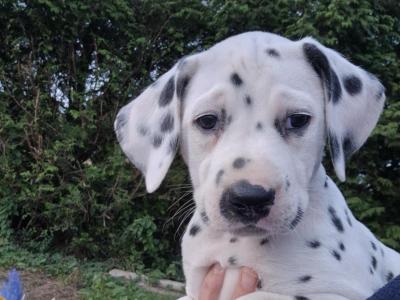 IKC Registered male Pedigree Dalmatian puppy in Cork