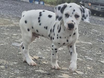 IKC Registered male Pedigree Dalmatian puppy in Cork