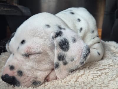 IKC Registered male Pedigree Dalmatian puppy in Cork