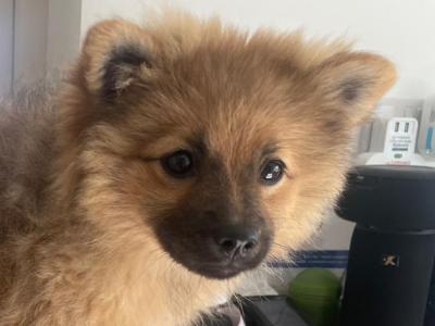 Female Pomeranian puppy 4 months old in Cork