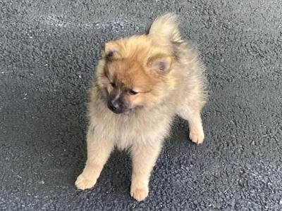 Female Pomeranian puppy 4 months old in Cork