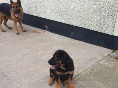 German Shepherd X Bernese Mountain Dog Puppies
