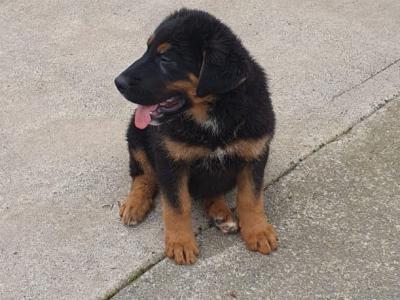 German Shepherd x Bernese Mountain Dog puppies in Monaghan