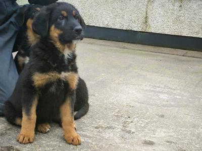 German Shepherd X Bernese Mountain Dog Puppies