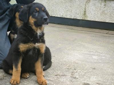 German Shepherd x Bernese Mountain Dog puppies in Monaghan