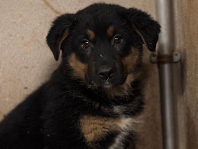 German Shepherd x Bernese Mountain Dog puppies in Monaghan