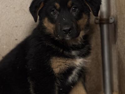 German Shepherd X Bernese Mountain Dog Puppies