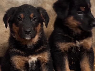German Shepherd X Bernese Mountain Dog Puppies