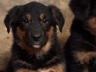 German Shepherd x Bernese Mountain Dog puppies in Monaghan