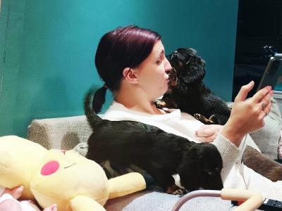 Long Haired Dachshund puppies in Dublin
