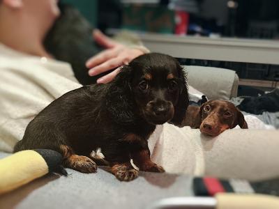 Long Haired Dachshund puppies in Dublin