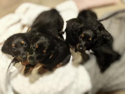 Long Haired Dachshund puppies in Dublin
