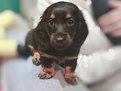 Long Haired Dachshund puppies in Dublin