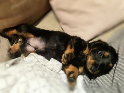 Long Haired Dachshund puppies in Dublin