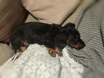 Long Haired Dachshund puppies in Dublin