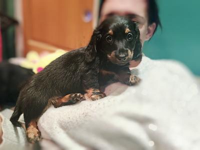 Long Haired Dachshund puppies in Dublin